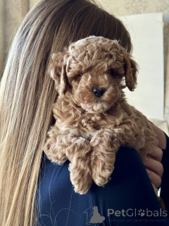 Photo №4. I will sell maltipu in the city of Greater Sochi. breeder - price - 1447$