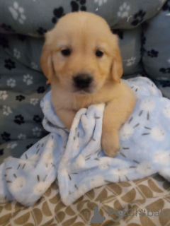 Photo №3. Golden Retriever Puppies.. Sweden