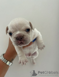 Additional photos: Full Kennel club registered pedigree French bull dog puppies