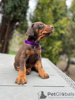 Additional photos: Doberman puppies