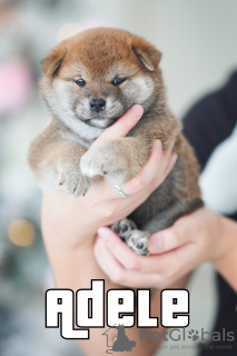 Photo №4. I will sell shiba inu in the city of Gomel. from nursery, breeder - price - 1500$