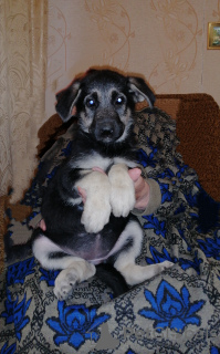 Photo №4. I will sell east-european shepherd in the city of Rostov-on-Don. breeder - price - 134$