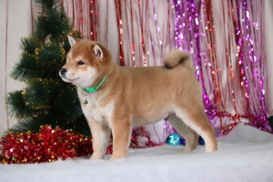Photo №2 to announcement № 4497 for the sale of shiba inu - buy in Russian Federation breeder