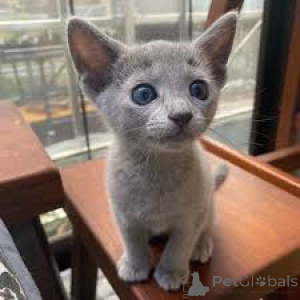Photo №3. Russische Blauwe kittens te koop. Belgium
