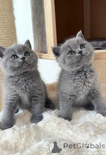 Photo №1. british shorthair - for sale in the city of Berlin | 413$ | Announcement № 174048
