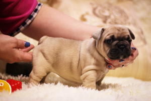 Photo №4. I will sell french bulldog in the city of Kursk. from nursery - price - 1094$