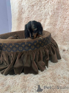 Photo №1. dachshund - for sale in the city of New Garden | 1032$ | Announcement № 174449