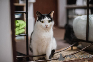 Photo №4. I will sell  in the city of Khimki. from the shelter - price - Is free