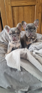 Photo №3. Tan French Bulldog puppies. Finland