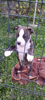 Photo №4. I will sell american staffordshire terrier in the city of Kraljevo. private announcement - price - negotiated