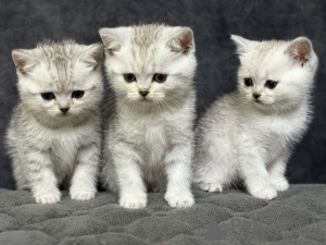 Photo №1. scottish straight - for sale in the city of Minsk | 145$ | Announcement № 163555