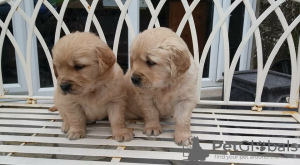 Photo №1. golden retriever - for sale in the city of Vienna | 317$ | Announcement № 75996
