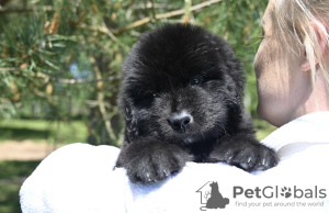 Photo №1. newfoundland dog - for sale in the city of Vilnius | negotiated | Announcement № 51898