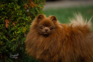 Additional photos: German Spitz brown