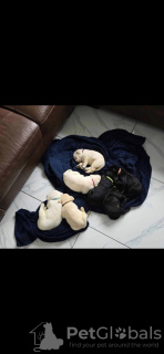 Additional photos: Beautiful pedigree Labrador pups