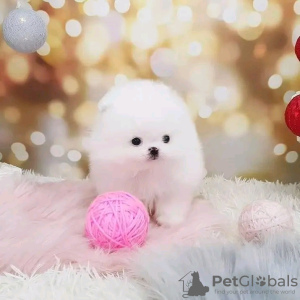 Photo №2 to announcement № 120140 for the sale of pomeranian - buy in Finland private announcement, breeder