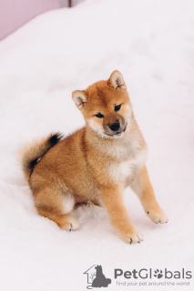 Photo №1. shiba inu - for sale in the city of Москва | negotiated | Announcement № 31228