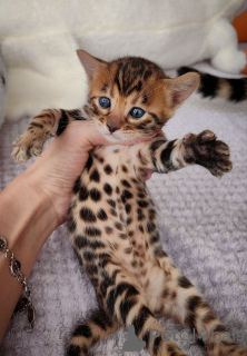 Photo №3. Adorable healthy Bengal kittens available now for sale. New Zealand