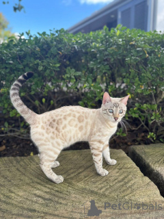 Photo №1. bengal cat - for sale in the city of Montpellier | 706$ | Announcement № 152772