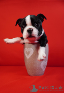 Photo №2 to announcement № 91599 for the sale of boston terrier - buy in Serbia private announcement