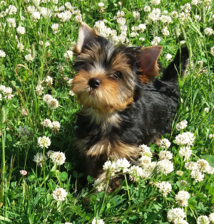 Photo №1. yorkshire terrier - for sale in the city of St. Petersburg | negotiated | Announcement № 2668