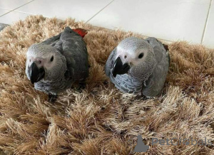 Photo №1. bavarian mountain hound, beagle, bearded collie, belgian shepherd - for sale in the city of Little Rock | negotiated | Announcement № 145247