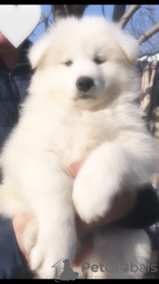 Photo №4. I will sell samoyed dog in the city of Berlin. breeder - price - 317$