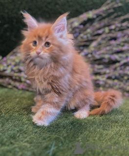 Photo №1. maine coon - for sale in the city of Baumholder | Is free | Announcement № 145308