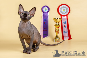 Photo №2 to announcement № 31807 for the sale of sphynx cat - buy in Germany breeder
