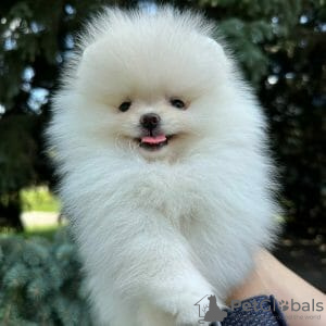 Photo №1. pomeranian - for sale in the city of Paris | negotiated | Announcement № 68928