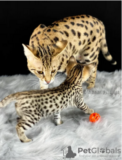 Photo №1. savannah cat - for sale in the city of Uppsala | negotiated | Announcement № 97891