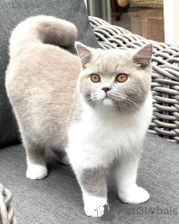 Photo №2 to announcement № 155691 for the sale of british shorthair - buy in Denmark private announcement