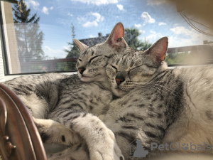 Additional photos: EGYPTIAN MAU KITTENS