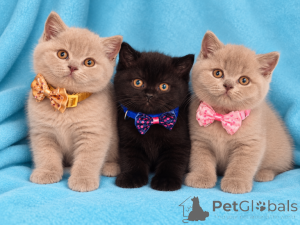 Photo №1. british shorthair - for sale in the city of Vilkavishkis | negotiated | Announcement № 178847