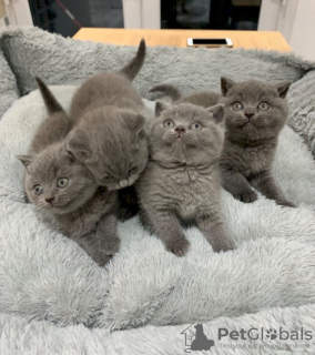 Photo №1. british shorthair - for sale in the city of Jacksonville | negotiated | Announcement № 122100