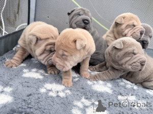 Photo №1. non-pedigree dogs - for sale in the city of Aizlingen | negotiated | Announcement № 166138