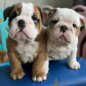 Photo №1. english bulldog - for sale in the city of Barsel | 619$ | Announcement № 164733