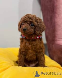 Photo №1. poodle (toy) - for sale in the city of BRAMPTON | 500$ | Announcement № 162981