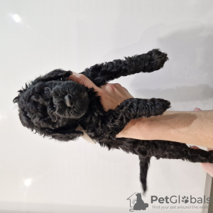 Photo №2 to announcement № 114391 for the sale of poodle (dwarf) - buy in Belarus private announcement