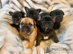 Photo №1. non-pedigree dogs - for sale in the city of Bern | negotiated | Announcement № 120114