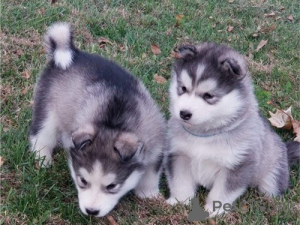Photo №1. alaskan malamute - for sale in the city of Atalanti | negotiated | Announcement № 158326