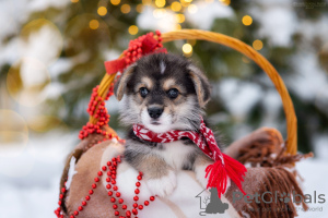 Additional photos: Pembroke welsh corgi puppy