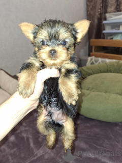 Photo №3. Yorkshire Terrier puppies. Lithuania