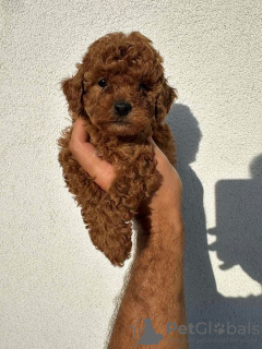 Photo №2 to announcement № 114827 for the sale of poodle (toy) - buy in Serbia 