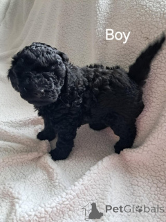 Photo №3. Stunning Poodle Puppies. Greece