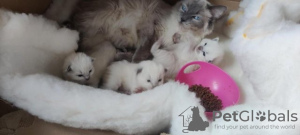 Additional photos: Ragdoll kittens viewings now welcome