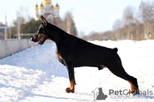 Additional photos: Dobermann puppies from kennel IMIDZ