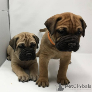 Photo №1. bullmastiff - for sale in the city of Helsinki | negotiated | Announcement № 175142