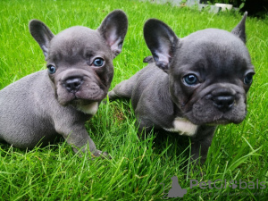 Photo №1. french bulldog - for sale in the city of Sadad | Is free | Announcement № 8474