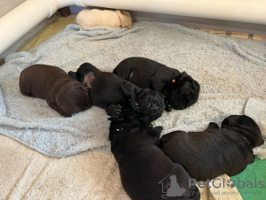 Photo №3. A BLACK LABRADOR PUPPY. Australia